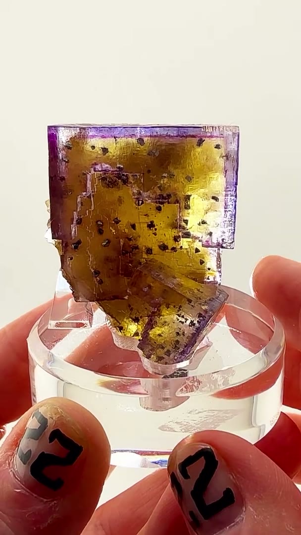 MINERVA PERFECTION WITH A TWIST
