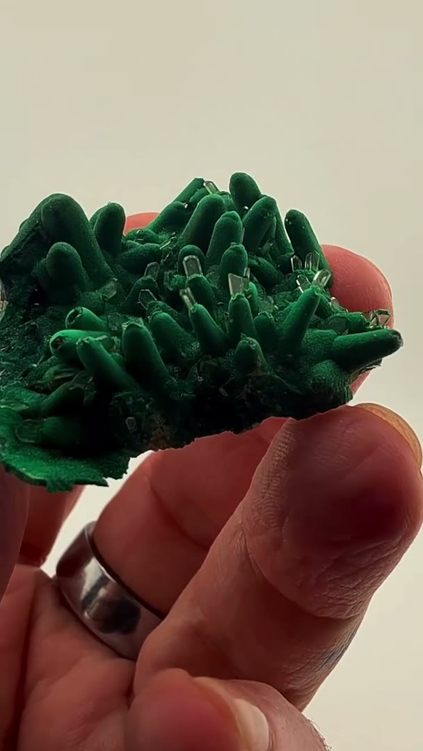 Nature’s precision at its finest