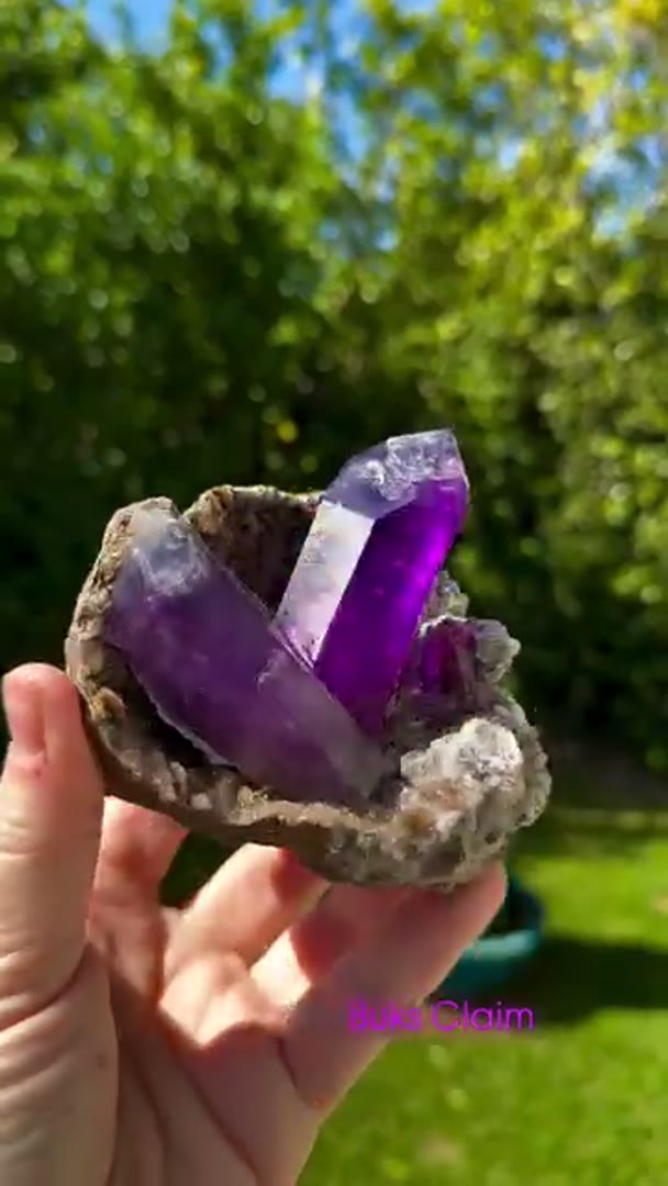 Absolute Juicy BUKS CLAIM Amethyst