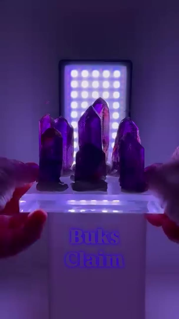 Buks Claim Super Saturated Beauties