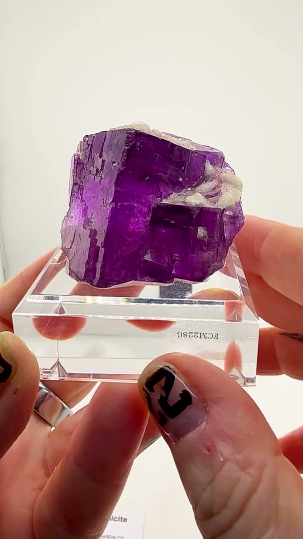 Magenta Purple Royalty from Illinois