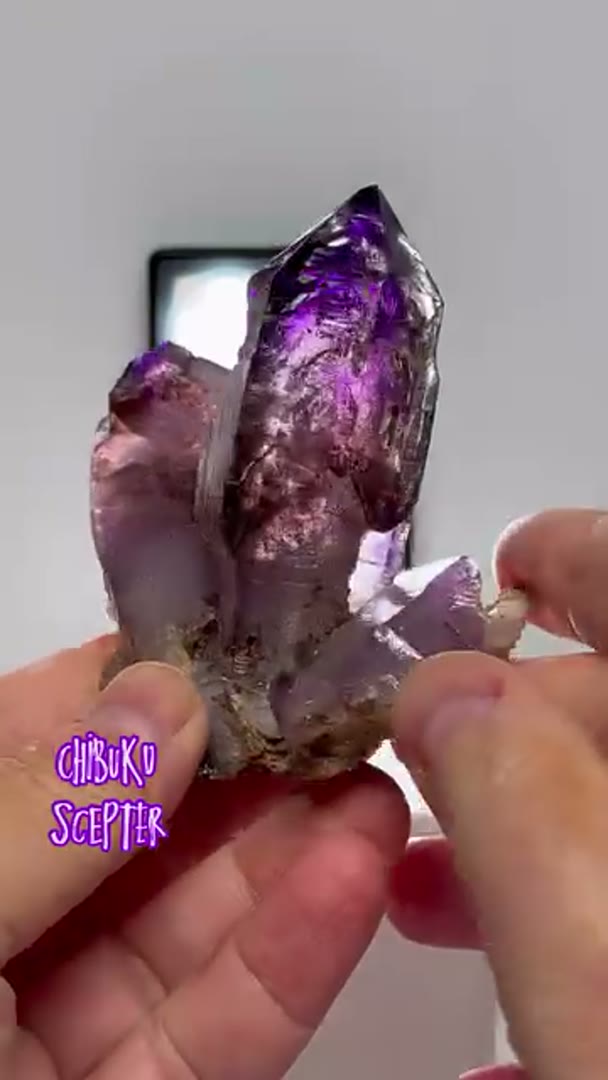 SPECTACULAR CHIBUKU Scepters