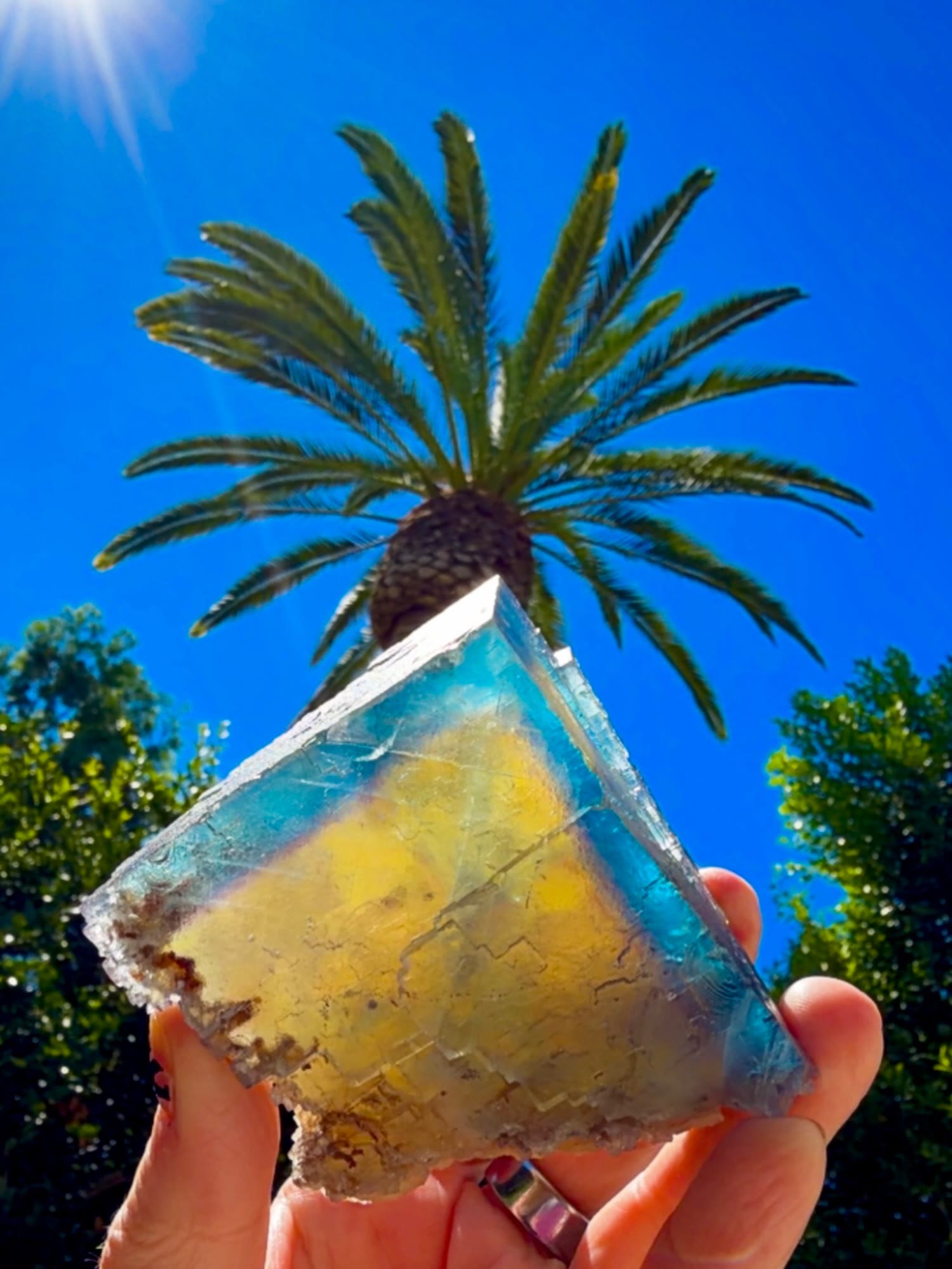 MINERVA BLUE IN THE SUNSHINE