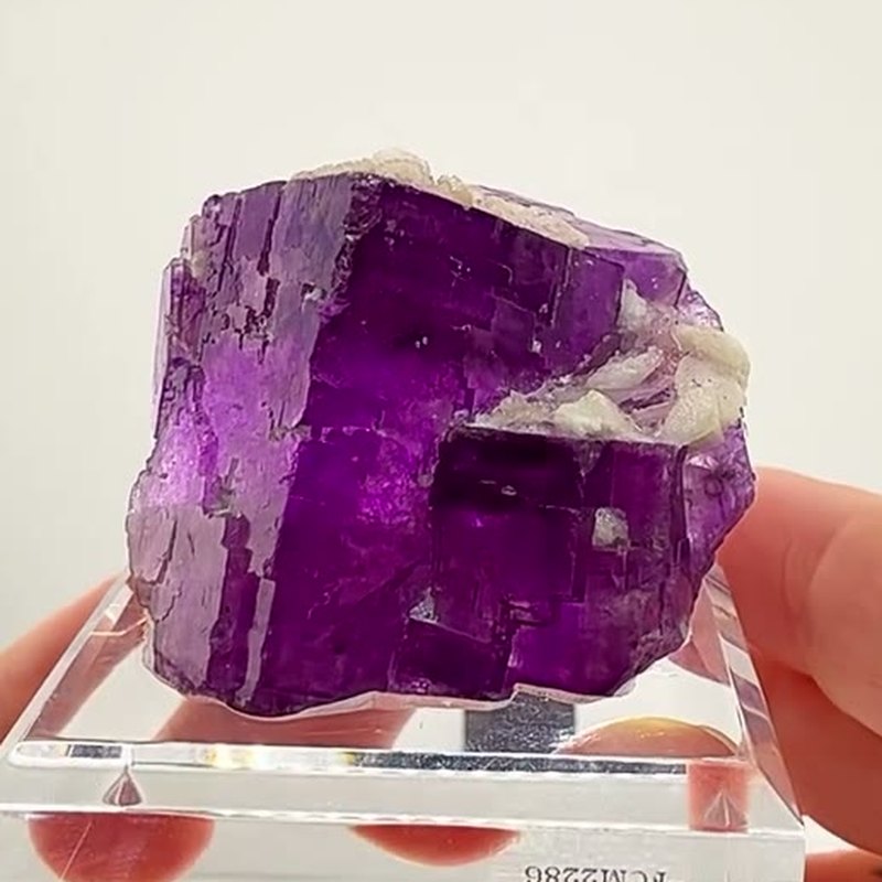 Magenta Purple Royalty from Illinois