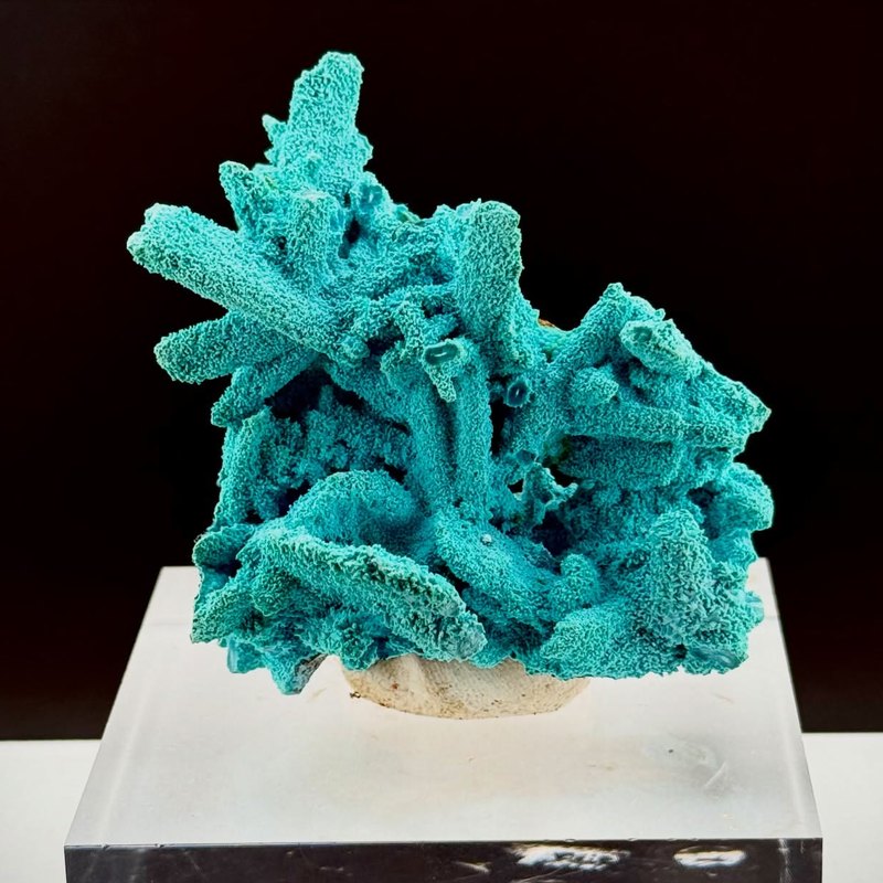 Electric Congo color on full display